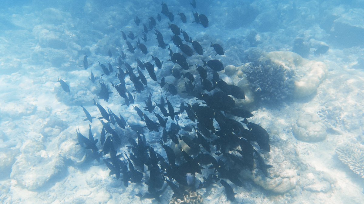 riddle541's tweet photo. under the sea https://t.co/BscsB8fWMP