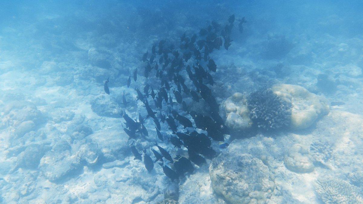 riddle541's tweet photo. under the sea https://t.co/BscsB8fWMP
