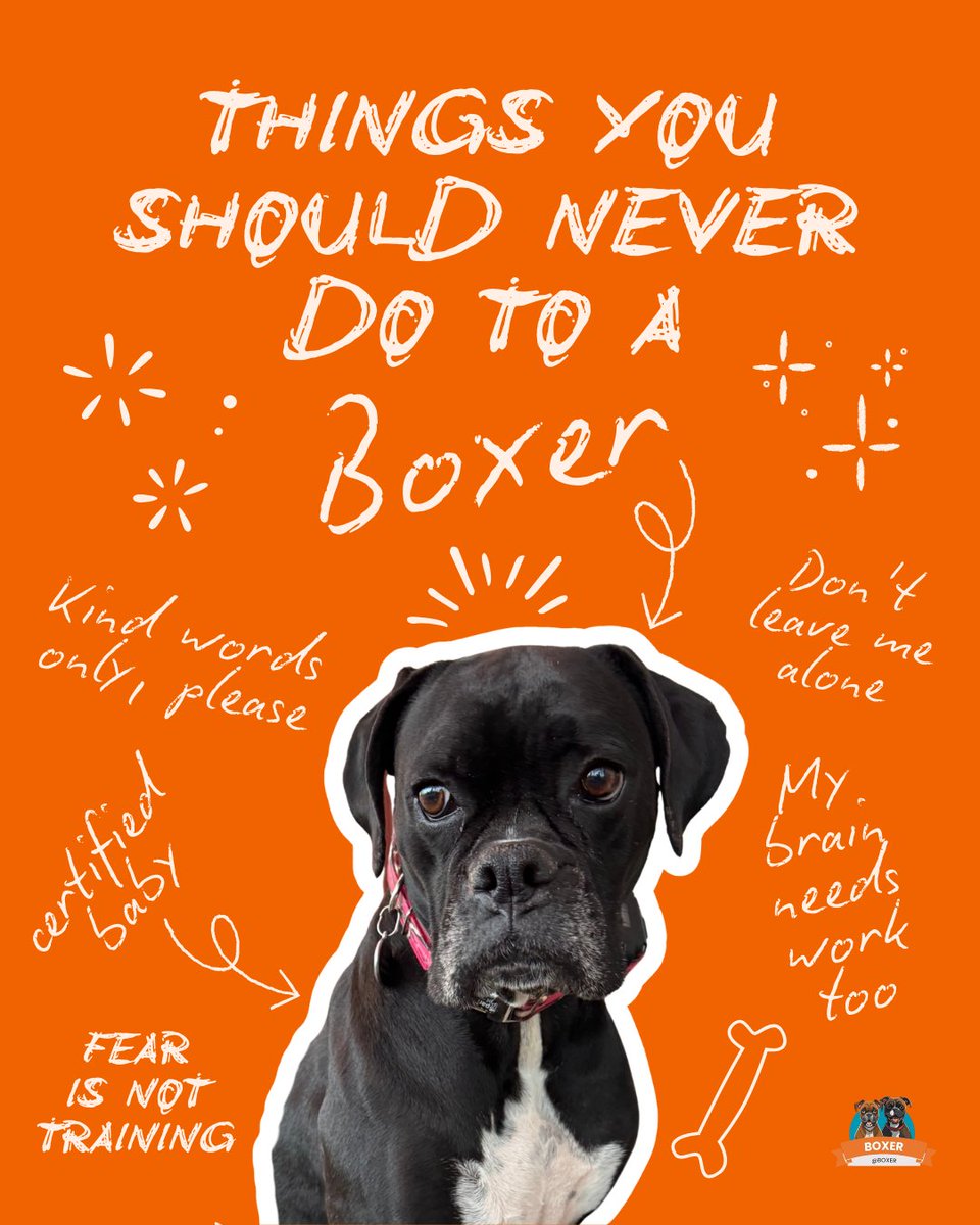 Boxer's tweet photo. Are you accidentally doing things that stress your Boxer out? 🥹
Most of us were. Nobody told us. That ends today. 🖤🤎

Some of these will hit different. Swipe — it's 30 seconds that could change everything for them. https://t.co/rLOq6Oel1g