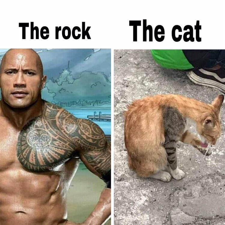 Punch Cat tweet media