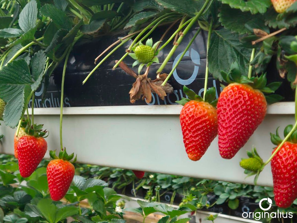 Originalius1's tweet photo. Continuamos cerrando pedidos de nuestras 'Originalius Grow Bag' especiales para fresa para las entregas de septiembre.

Os mostramos nuevas imágenes de una plantación donde el sustrato ha sido diseñado especialmente para el clima de la zona. https://t.co/TGU118vcbE