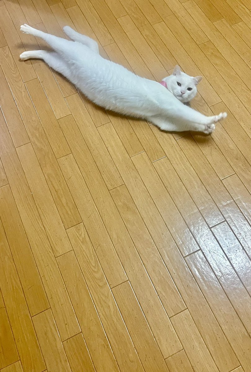 くまたにたかし tweet media