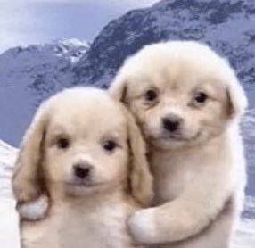 thebambiclub's tweet photo. 🐶🐶 https://t.co/jQJSbFn57i