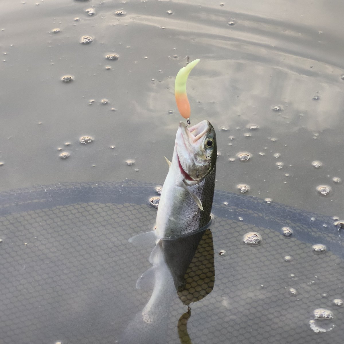 vareact's tweet photo. GW中の釣行は兄とウェルカムオーパへ。こっちは朝イチから釣れずに苦労するも、兄はフォルテ09ローテであっさりツ抜け。昼���ぎにはパペットサーフェスで何とか追い付いて夕マヅメはまたもやココニョロが良く釣れて最終的に24匹でフィニッシュ。 https://t.co/vPYeY5UE2K