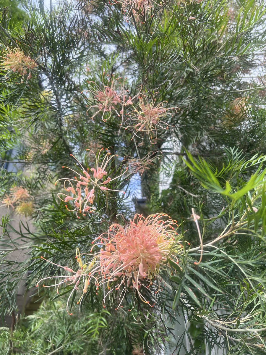 GREENEXPO2027 まで316日 #グレビレア / Grevillea ブラシの木に似て
