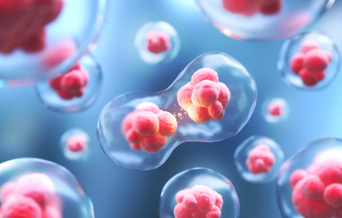 🧨: Les DENTS DE SAGESSE contiennent des CELLULES SOUCHES capables d’aider à réparer le CŒUR, le CERVEAU et les OS.