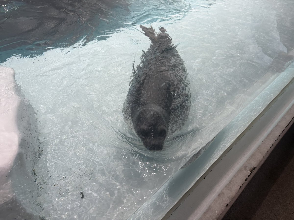 PPPPPPPPikachu's tweet photo. 海遊館 https://t.co/qEDSnr0GfG