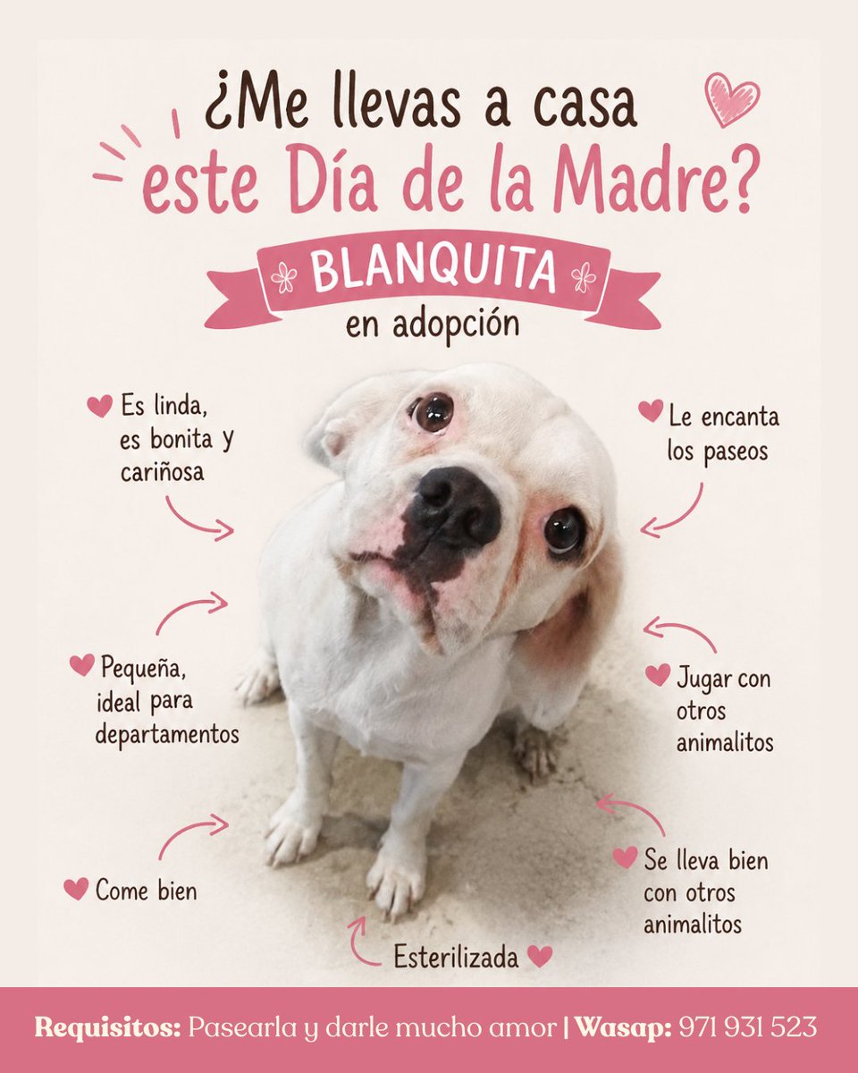 lomitos_pe's tweet photo. Soy Blanquita 🐶 Hace un mes me atropellaron cuando vivía con los borrachos en calle, pero logré caminar y ya estoy esterilizada 🙏🏼
💛Ahora solo necesito una familia que me ame y me saque a pasear.

✨¿Me llevas a casa este Día de la Madre?

Compartir también me ayuda muchísimo🥺 https://t.co/Qu07qnrseb