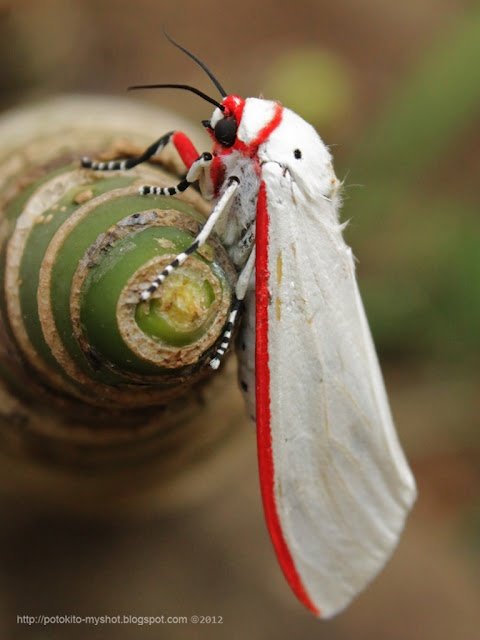 butterfly world 🦋 tweet media
