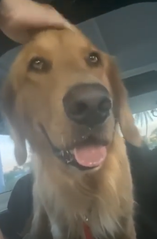 GoldenRatioOTD's tweet photo. 7/5/20 On this day: Guac returned home after spending the night at the vets due to eating a Brillo pad. Brillo pads art not Guacs foods. https://t.co/LhizDJ36xg