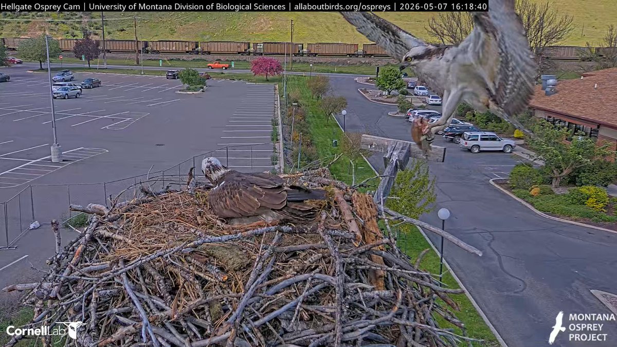 Hellgate Osprey tweet media