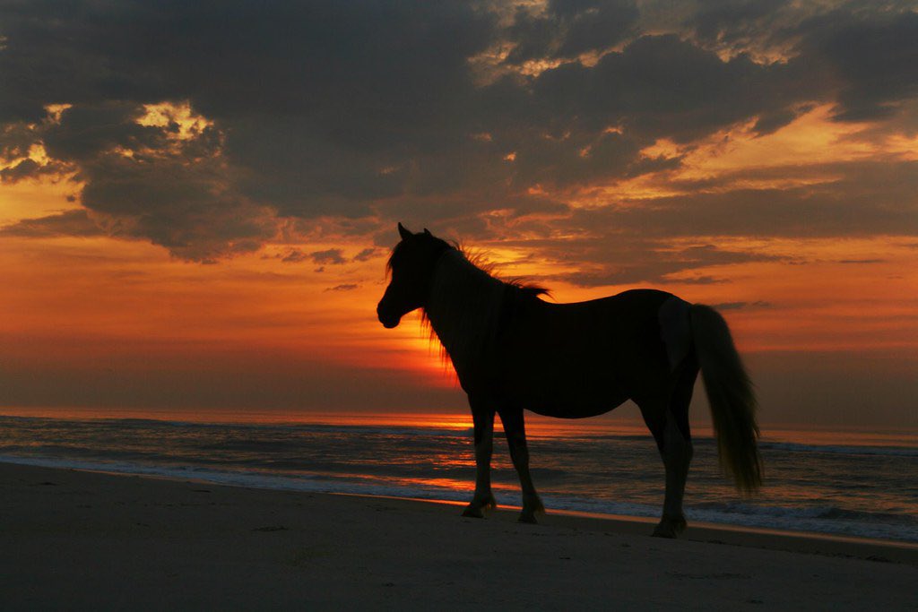 In my next life I want to come back as one of the wild horses of Assateague Island
