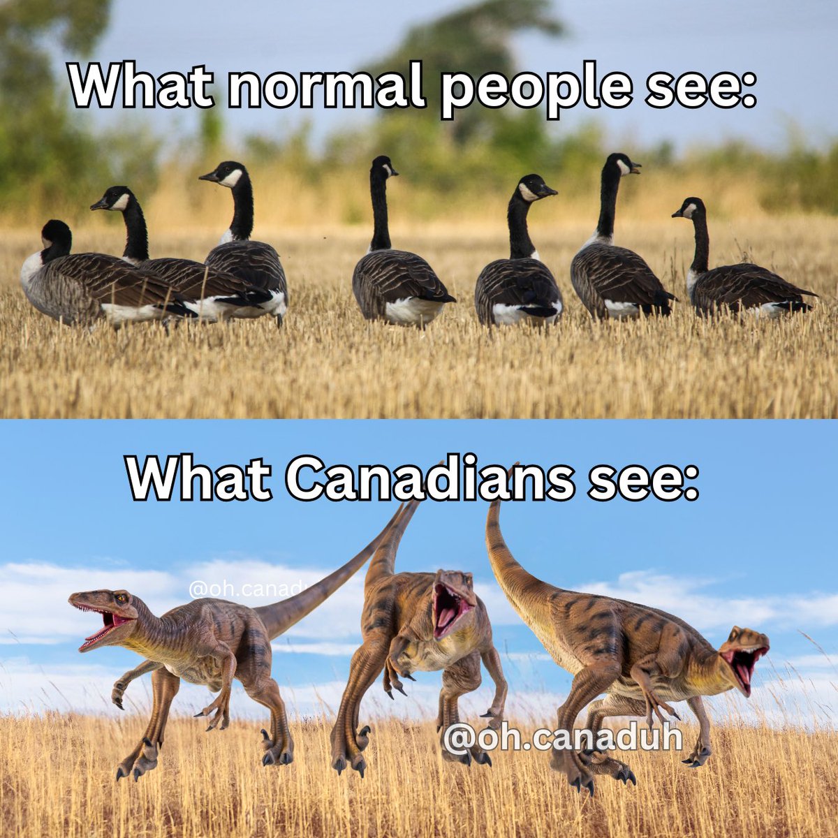 Oh Canaduh tweet media