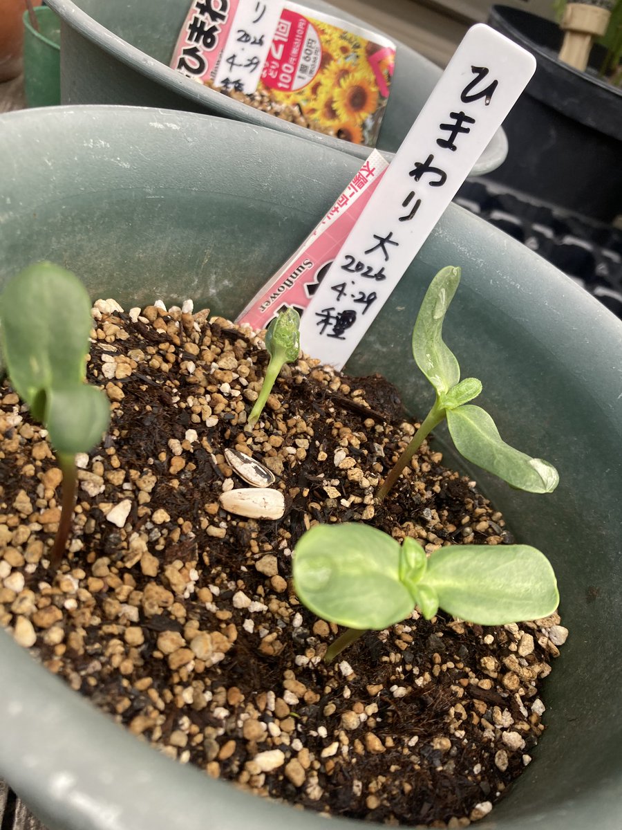 ひまわりの成長っぷりが嬉しく数時間ごとに様子を見てる 100均の種も
