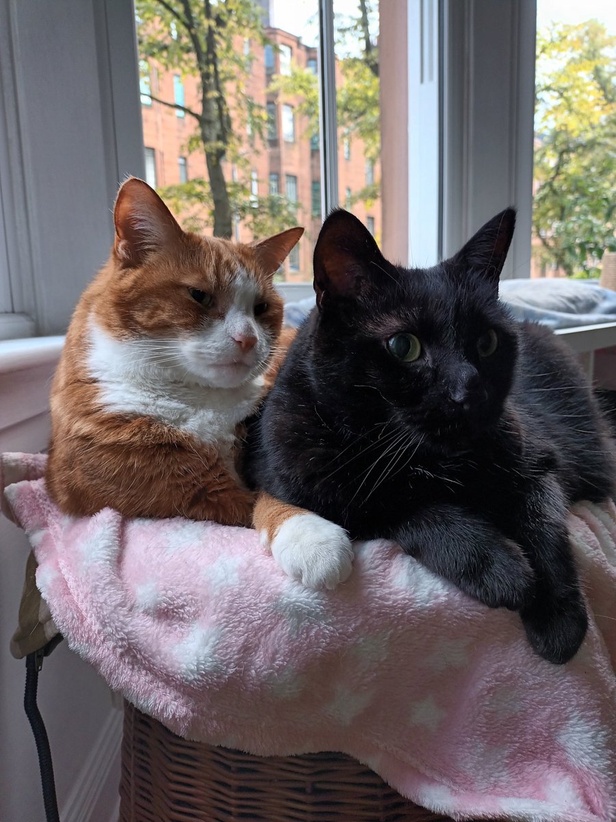 weegiemogs's tweet photo. @Hedgewatchers @WgsCmc We remember our sweet furrend Inca with every sunrise, and send comforting purrs to her Mum and family ๐
๐พ๐พ๐
#HedgewatchForInca https://t.co/8x0XLlUCkW