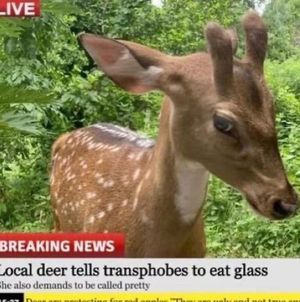 deer tweet media