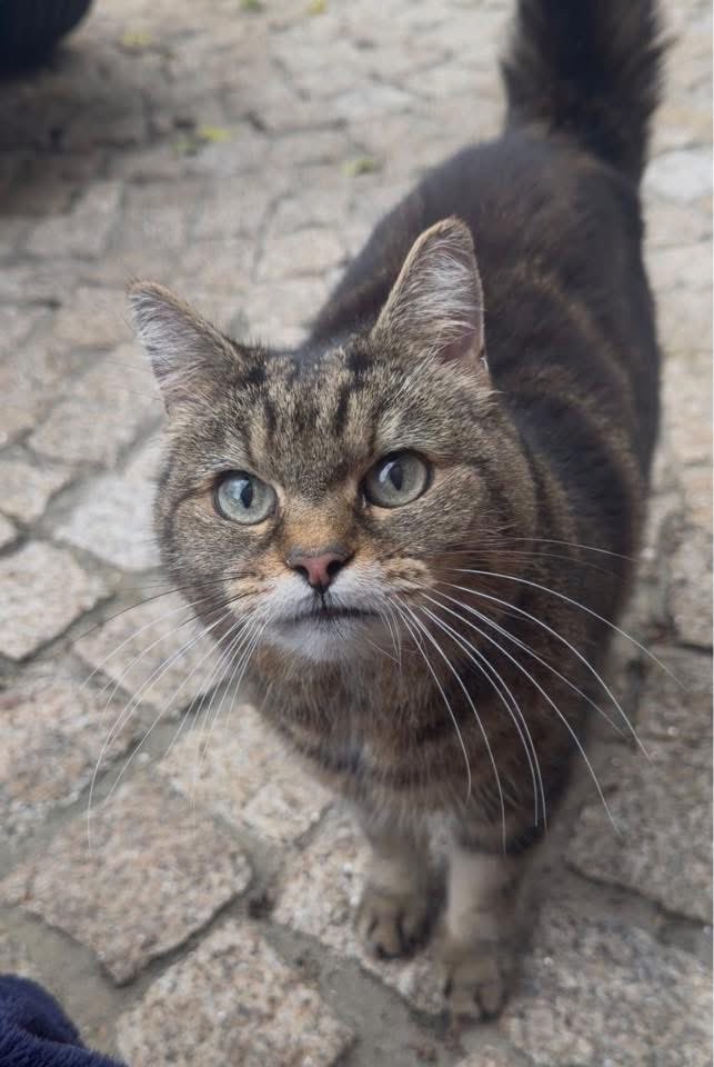 IntermittentGlo's tweet photo. 🆘🐈 MISSING CAT 🐈🆘

Last seen Station Road, Balsall Common, CV7

Name: Willow
Age: 17

#rt https://t.co/Abha6zXi8Y