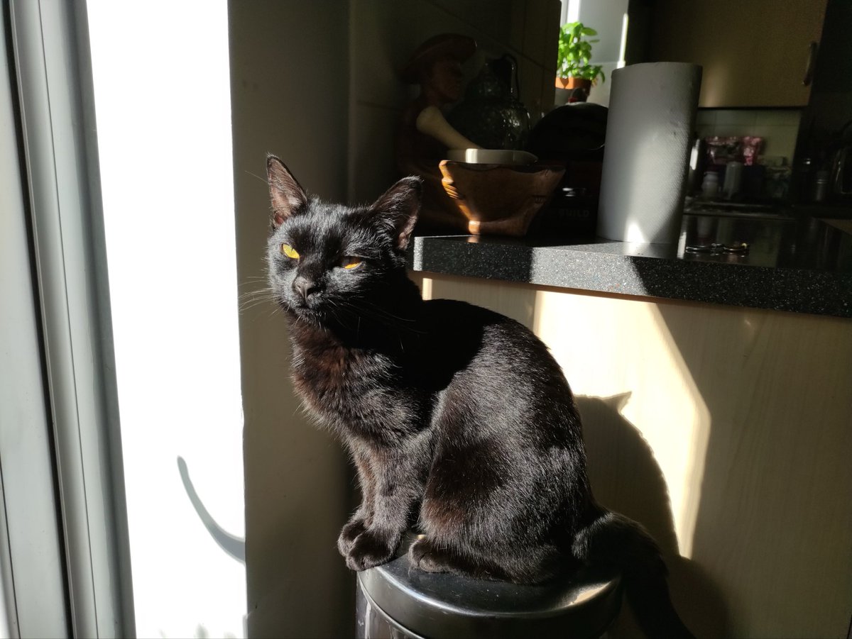 clydebestsboots's tweet photo. I was asked to do an Angel #HedgewatchforInca to send love and healing purrs to Incaโs family,who were so kind to my Dad when I went OTRB.
Daddy sends healing hugs to you all.
๐พ๐พ๐๐โค๏ธโค๏ธ https://t.co/Y53wpM76zG