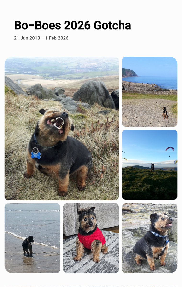 Bo-Boes the mini Bear Cub 🌈🐾💛💖🧡🥀💙 tweet media