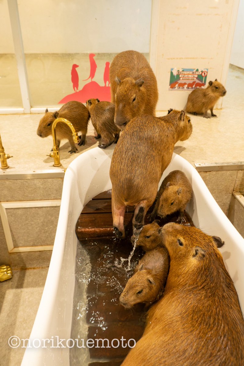 わちゃわちゃお風呂タイム🛁
