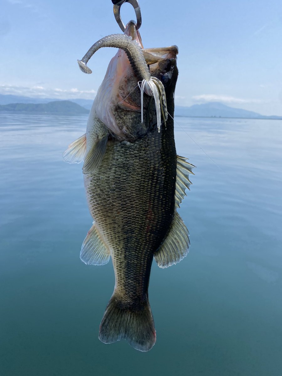 norichan1014's tweet photo. A monster attacked.
It happened during swimming practice.

40cm 1800g
Line: 20lb
#バレッジ 1/2oz
#キャラメルシャッド　5in
#アンタレス
#shimano 
#expride 174XH https://t.co/rAKomdFyrY