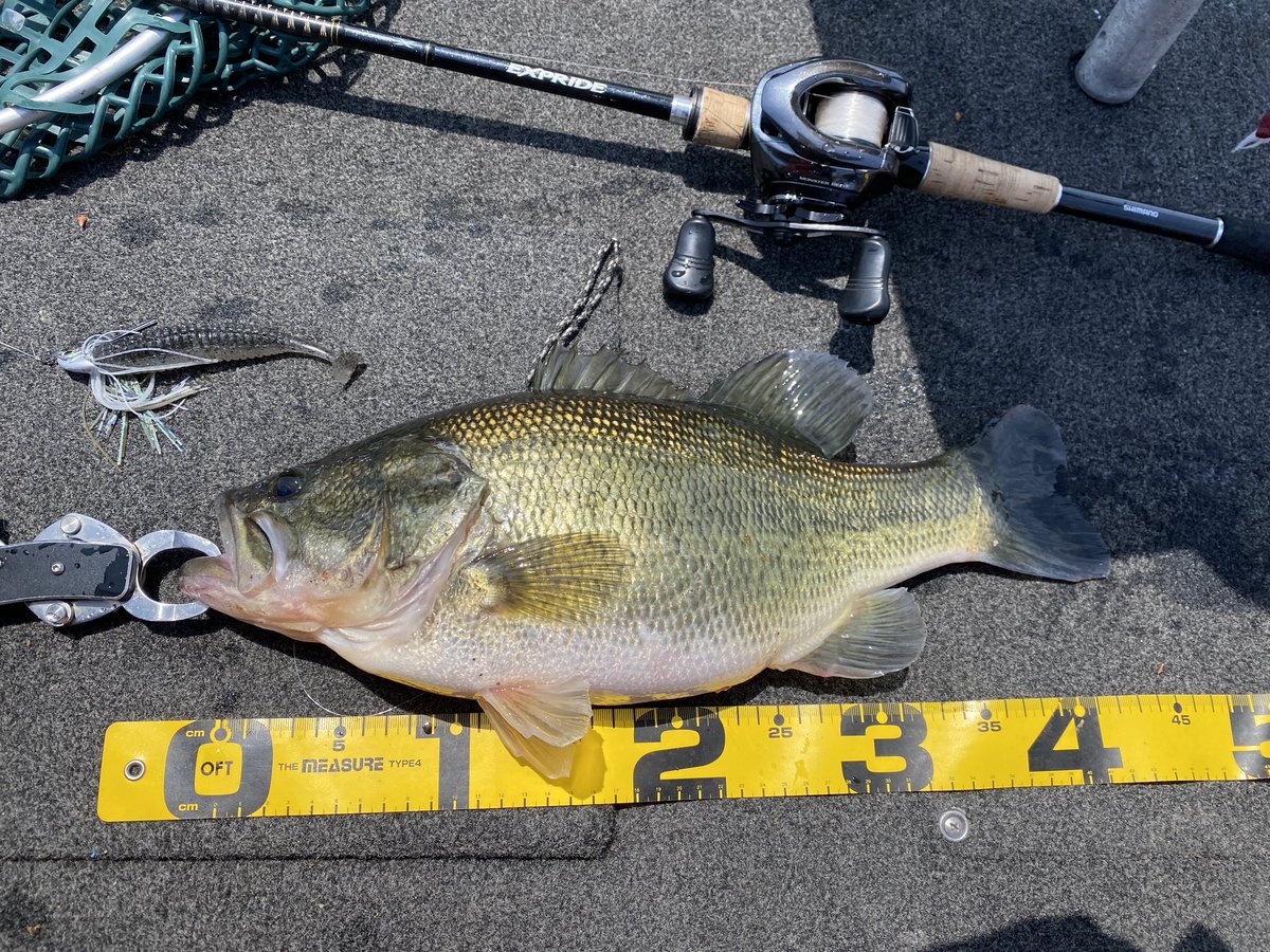 norichan1014's tweet photo. A monster attacked.
It happened during swimming practice.

40cm 1800g
Line: 20lb
#バレッジ 1/2oz
#キャラメルシャッド　5in
#アンタレス
#shimano 
#expride 174XH https://t.co/rAKomdFyrY