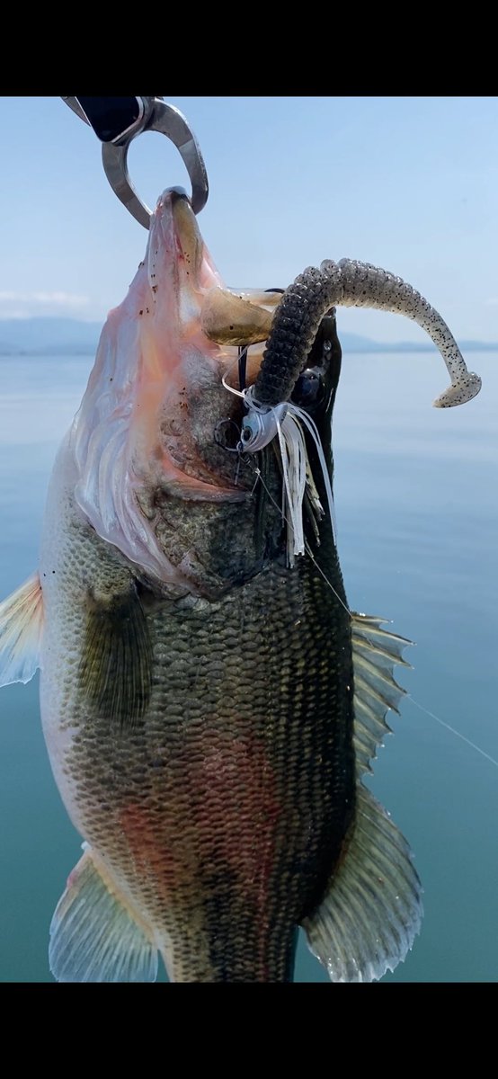 norichan1014's tweet photo. A monster attacked.
It happened during swimming practice.

40cm 1800g
Line: 20lb
#バレッジ 1/2oz
#キャラメルシャッド　5in
#アンタレス
#shimano 
#expride 174XH https://t.co/rAKomdFyrY