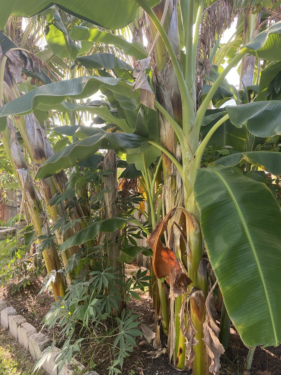 RacingToDisney's tweet photo. Seriously, we just talked about this. A little rain and youโre out of control. Off to cull the forest. Someone needs to have a stern talking with my yard. #KeysLife ๐ https://t.co/e3R5kA0OFE