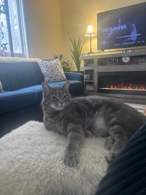 The Ontario SPCA and Humane Society tweet media