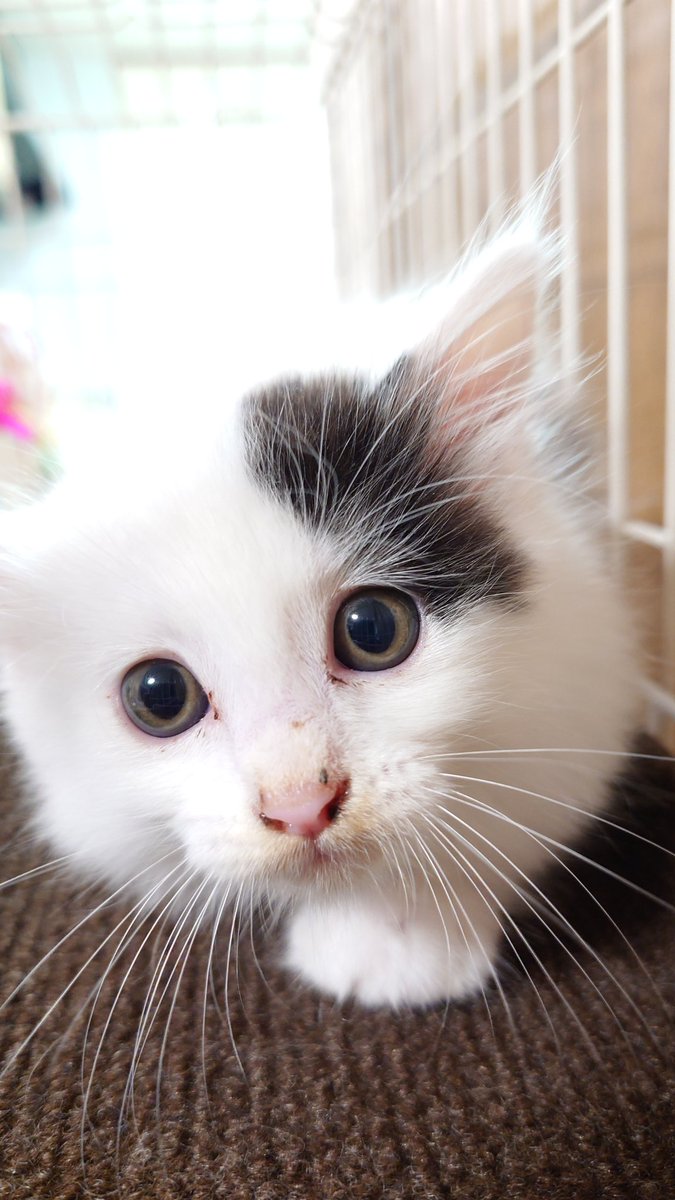 おはるぅ。

朝イチは絶対、チッて怒るのねwww

#ふわ猫のるぅ