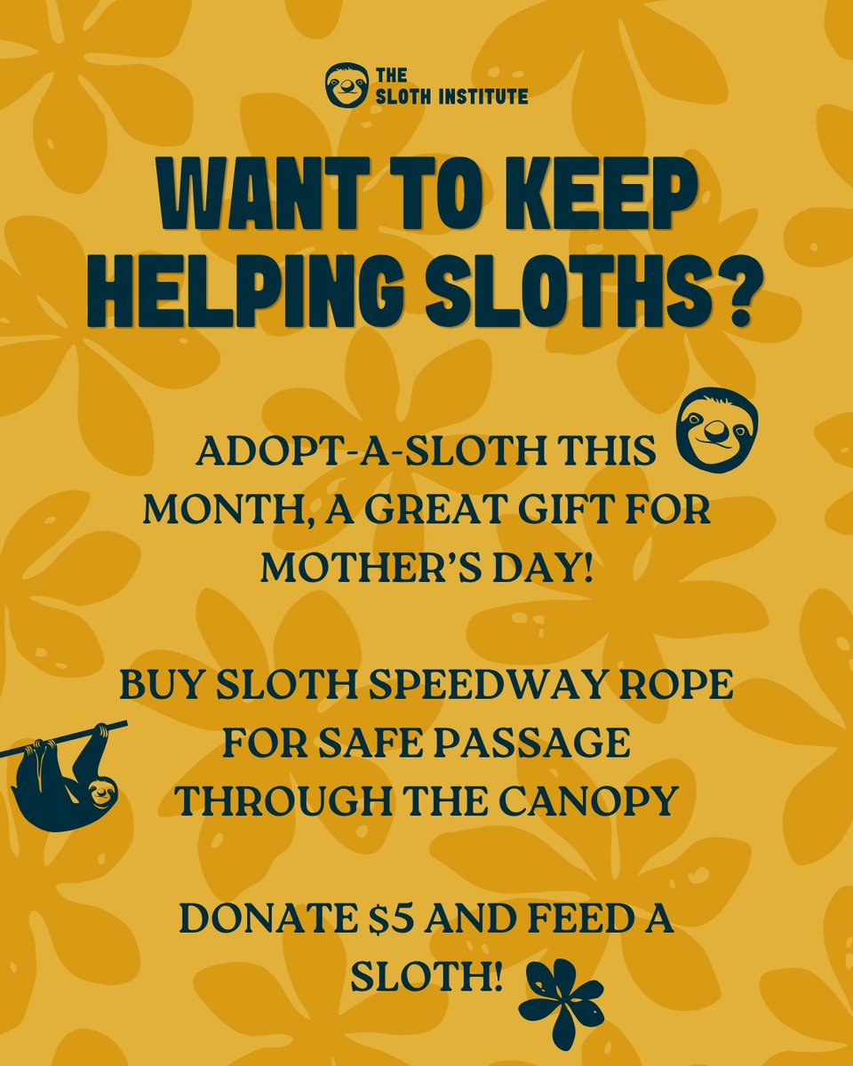 The Sloth Institute tweet media