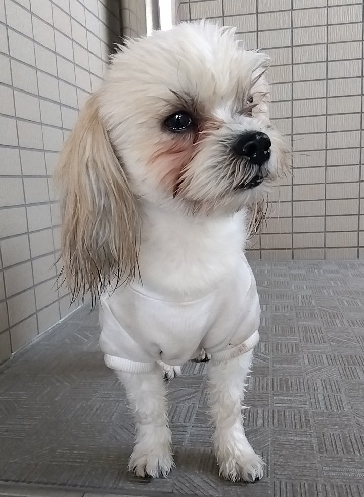 犬