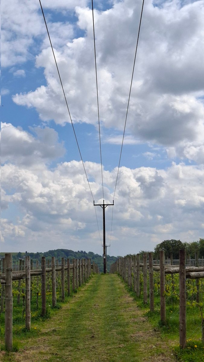 RapolasG's tweet photo. Tarp vynuogyno 'public footpath' #vineyard https://t.co/uTeeP93tij