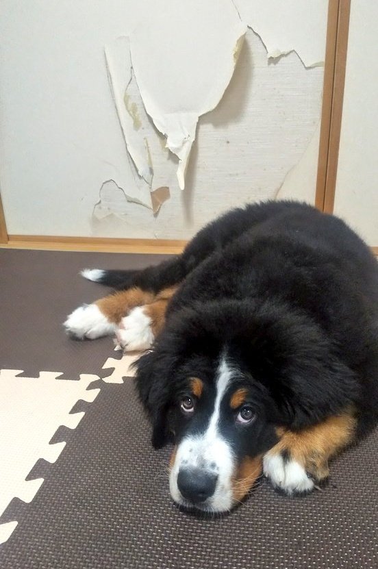 ここあ tweet media