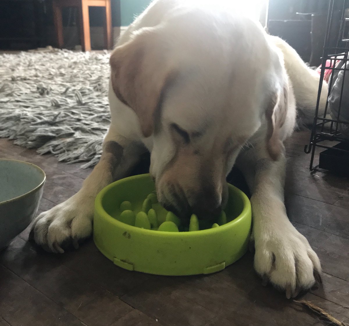 Limpy Lab Max tweet media