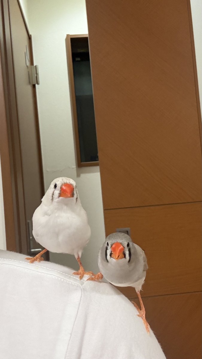 musui4628's tweet photo. トゥームレーダーごっこをしては飛び去って行く娘たち。 https://t.co/L6LSA4gAec