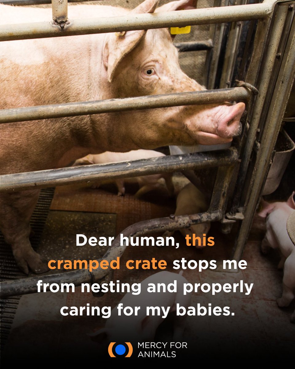 Mercy For Animals tweet media