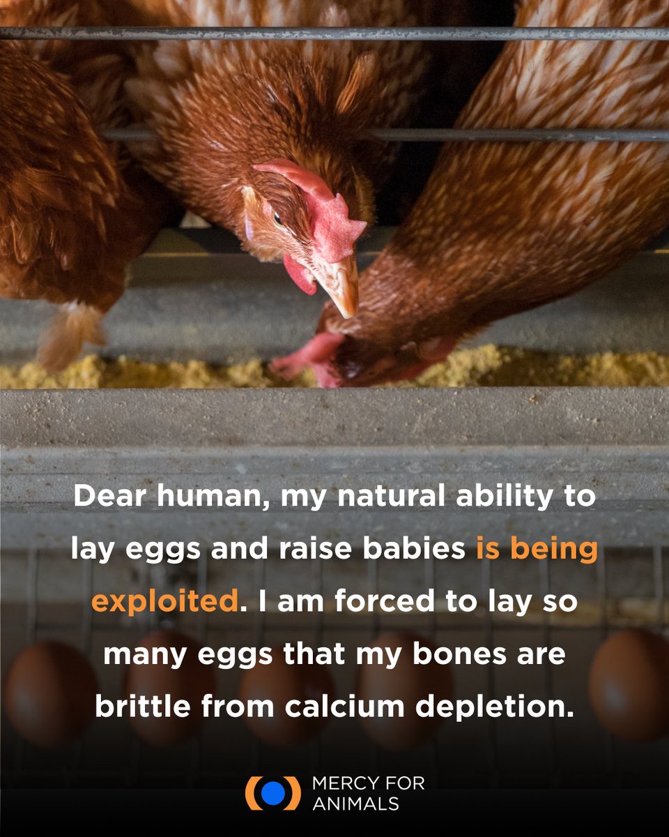 Mercy For Animals tweet media