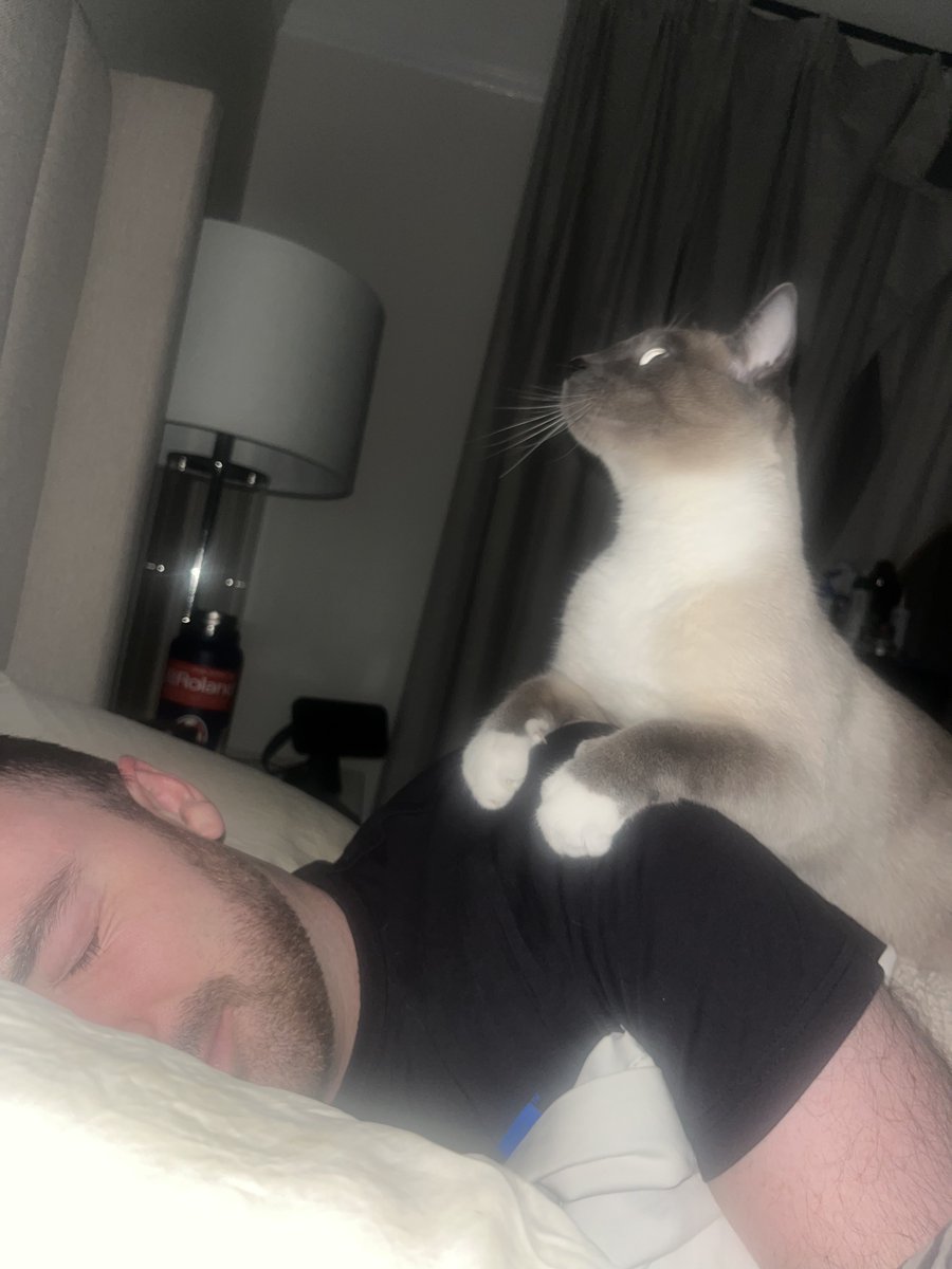 BridgeTheMan's tweet photo. The pros and cons of Siamese friendship https://t.co/uVDSQs2dU3