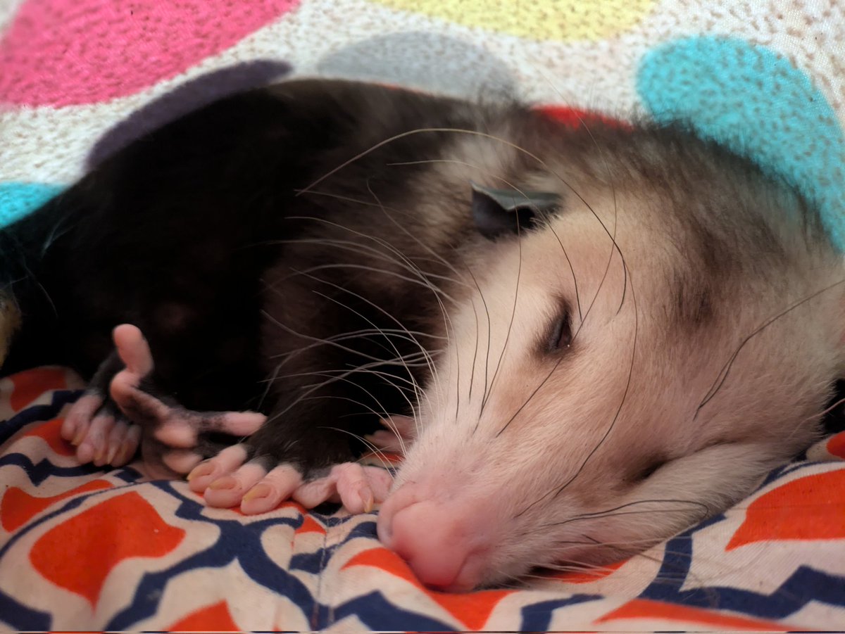 JazzManSuper's tweet photo. @Ginger__Paws I love Fritz! This is Miss Penelope Possum: https://t.co/7R15NIkHCV