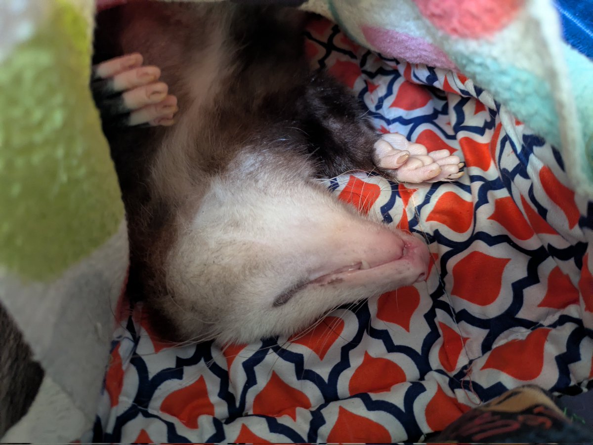 JazzManSuper's tweet photo. @Ginger__Paws I love Fritz! This is Miss Penelope Possum: https://t.co/7R15NIkHCV