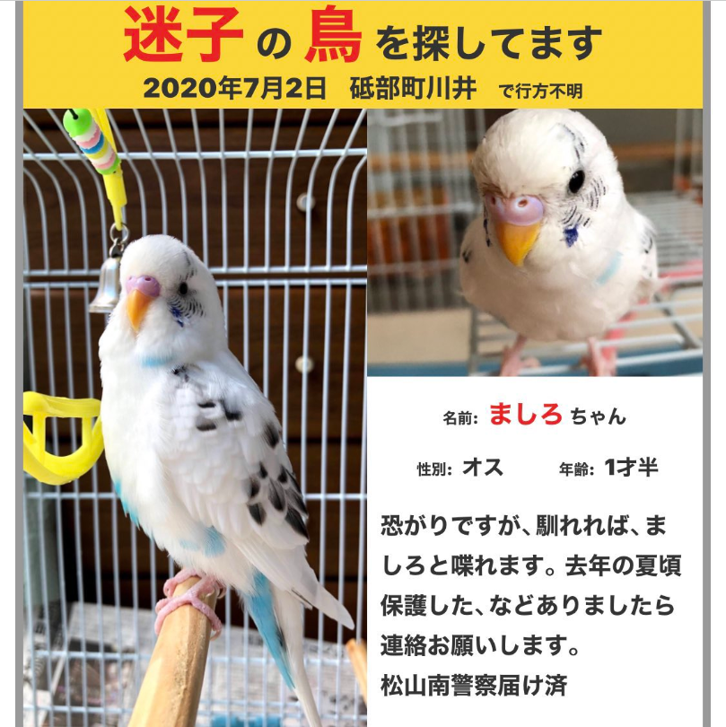 shiro_kiyanagi's tweet photo. 【#拡散希望】 
#愛媛県 #砥部町 から #迷子セキセイインコ を探しています
名前：ましろちゃん 
#愛媛県砥部町 #松山市 #松前町 #東温市 #伊予市 
#迷い鳥 #迷子鳥 #セキセイインコ #セキセイインコ迷子 #白ハルクイン 
目撃、保護等の情報をご連絡ください
@mashiro77ks 様 
https://t.co/WedsOubEIc