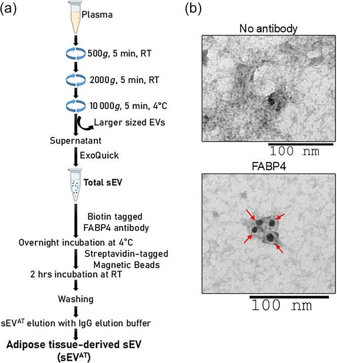 Experimental Physiology tweet media