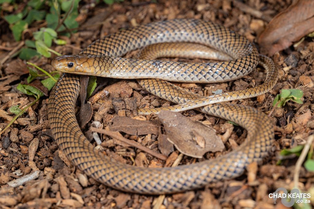chadkeates's tweet photo. Meet the Reticulated Centipede-eater (Aparallactus lunulatus) 
Imagine your entire diet consisted of venomous, centipedes 🦂❌
🔹 Highly specialized diet
🔹 Opisthoglyphous (rear-fanged) but harmless to us
🔹 Fossorial: Spends most of its time in leaf litter or loose soil. https://t.co/PqSTNVTM9z