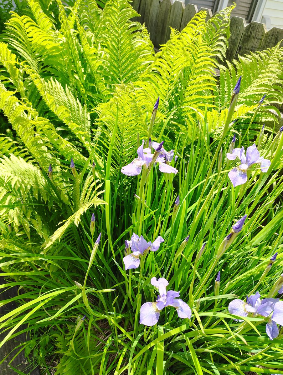 DeejHoneyDrop's tweet photo. Happy Thriving Thursday ;) #myyard #plants #green #purple #iris #fern #ThursdayThrills https://t.co/FELi2mCOJ4