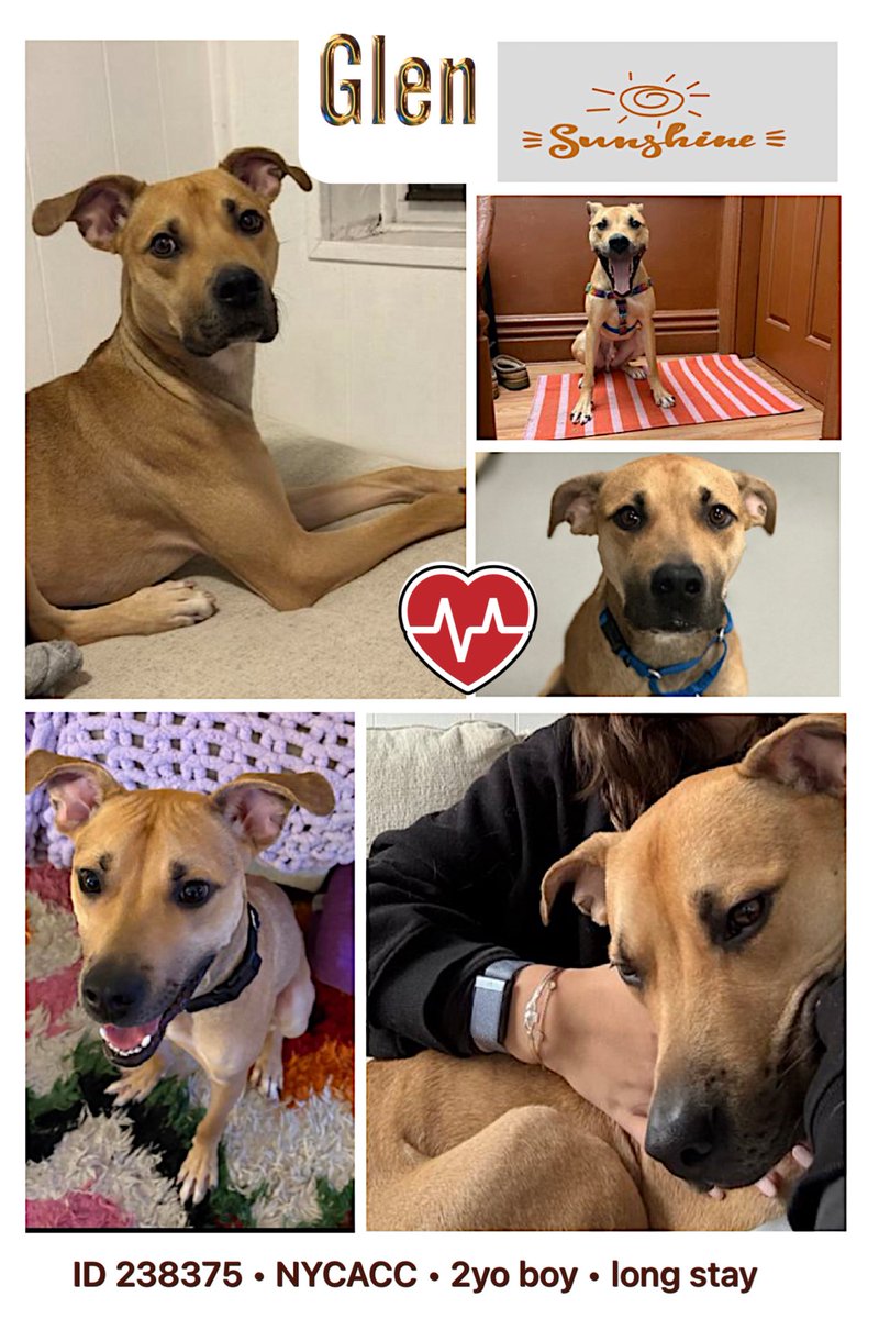 🆘 Kill command 🆘 for our GLEN ‼️‼️
We can’t let them destroy a 2 yo long stay Shelter Scholar in a lion’s costume 🦁
He is smart, funny, young and healthy! 
Glen needs a FOSTER HERO miracle in the Northeast VA-ME, please hurry to contact <a href="/notthesameone2/">Not the Same</a> before they realize