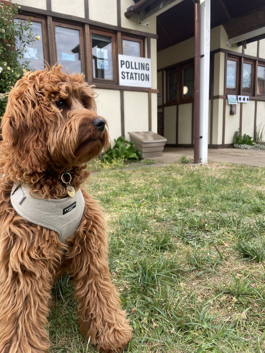 thethomasgill's tweet photo. #DogsAtPollingStations Lennie ready for her first vote! https://t.co/7QDyEQPfGf