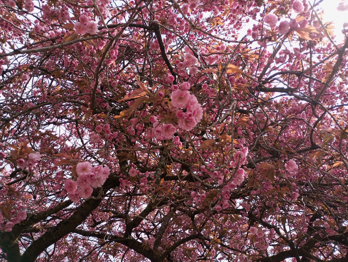 cute_thingies's tweet photo. 🌸 https://t.co/7SWcishr2S
