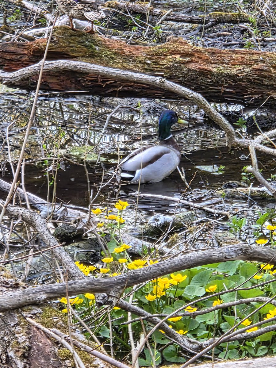 linasvno's tweet photo. A duck in Marsh marigold. Wetlands in Vilnius, Antakalnis https://t.co/y9TETNqTSc