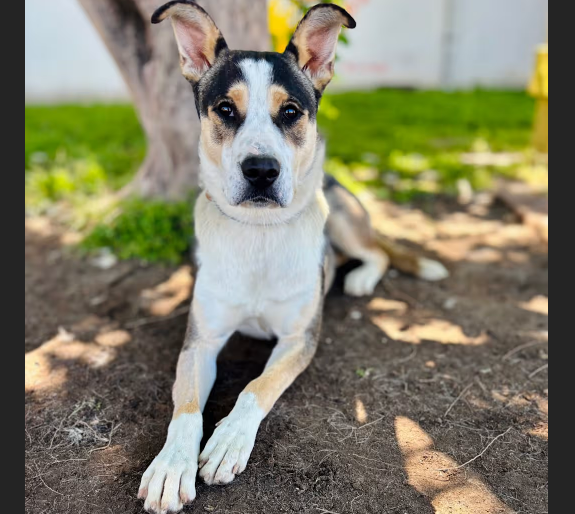 HollywoodDogs's tweet photo. Asia, an 11-month-old Husky mix at a critically overcrowded shelter in #Bastrop, #TX, needs a forever home, a foster home, or rescue https://t.co/gWo8dTk0J0 #URGENT #AdoptableDogofDay πΆ https://t.co/Ii6hXHZGAd